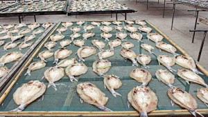 海魚、魚肉烘干機干燥魚干